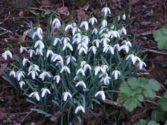 A group of white flowers

AI-generated content may be incorrect.