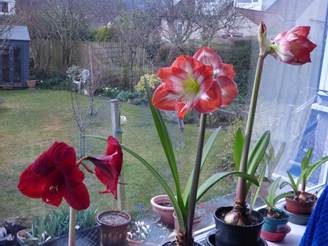 A group of flowers in pots

AI-generated content may be incorrect.